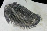 Coltraneia Trilobite Fossil - Huge Faceted Eyes #165852-3